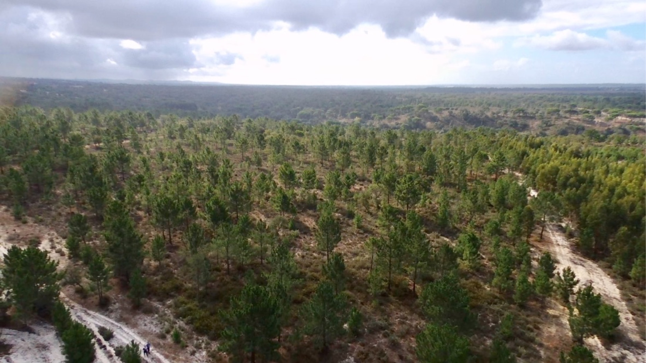 Pine forest across the site from the air
